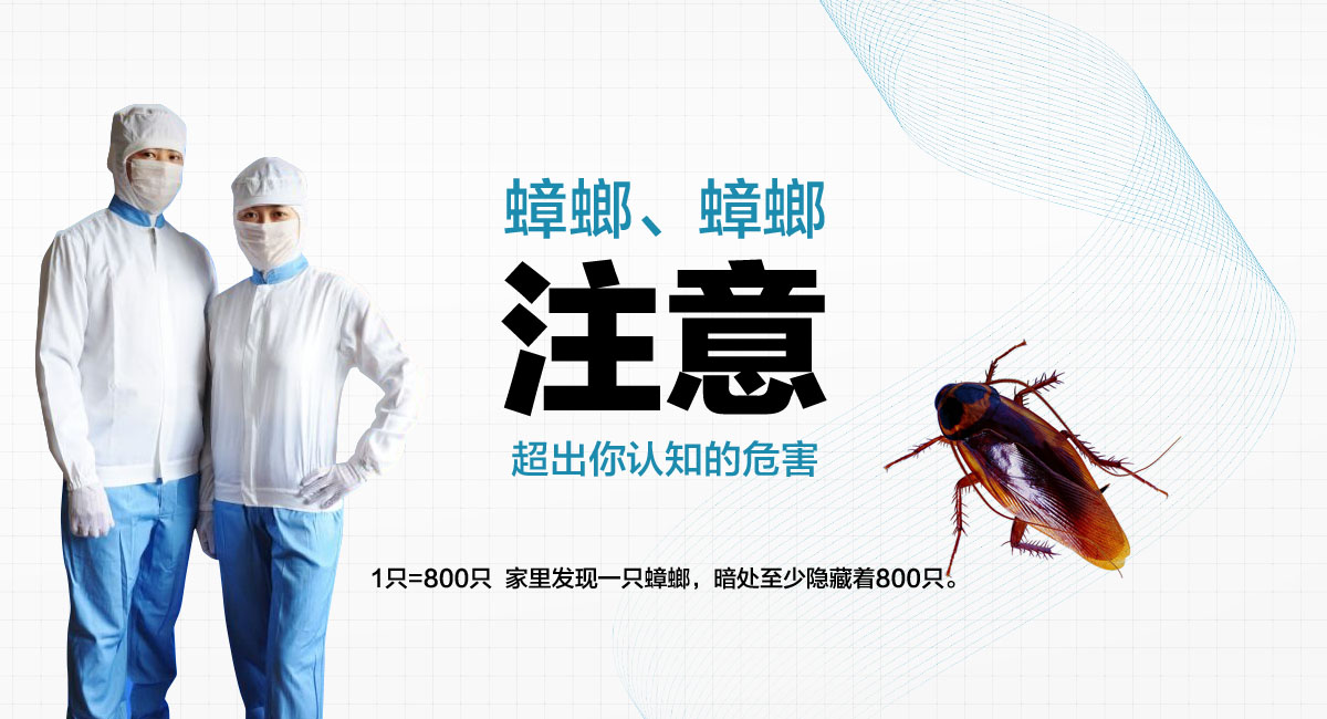 1只=800只 家里發(fā)現(xiàn)一只蟑螂，暗處至少隱藏著800只。